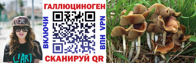 Псилоцибиновые грибы Psilocybe  Свободный 
